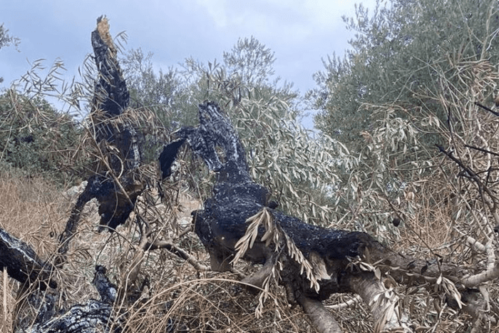 word image 62150 1 Résumé de la campagne de récolte des olives 2023