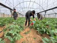 Témoignage d’Abu Amir, le 12 février – Suivi des conditions de vie des agriculteurs à l’est de Khan Younis