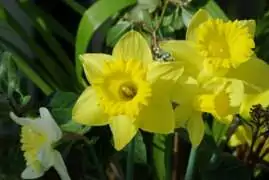 jonquilles 82e anniversaire du soulèvement du ghetto de Varsovie, hommage aux combattants pour la liberté, la dignité, l’égalité