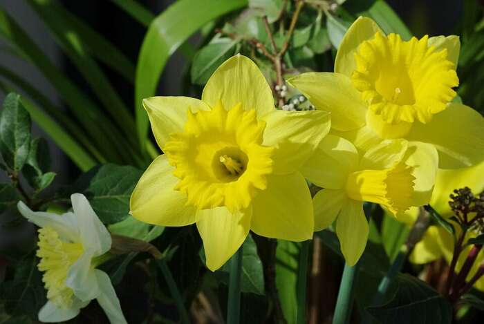 jonquilles 82e anniversaire du soulèvement du ghetto de Varsovie, hommage aux combattants pour la liberté, la dignité, l’égalité