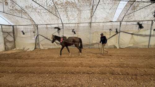 Abu Amir 11 8 25 agriculture 1 IMG 5189 Témoignage d’Abu Amir, le 11 août 2025 - Sous le blocus… Les agriculteurs de Deir al-Balah cultivent la vie