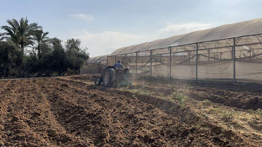 Témoignage d’Abu Amir, le 11 août 2025 - Sous le blocus… Les agriculteurs de Deir al-Balah cultivent la vie 3 Abu Amir 11 8 25 agriculture 3 IMG 5043 Témoignage d’Abu Amir, le 11 août 2025 - Sous le blocus… Les agriculteurs de Deir al-Balah cultivent la vie
