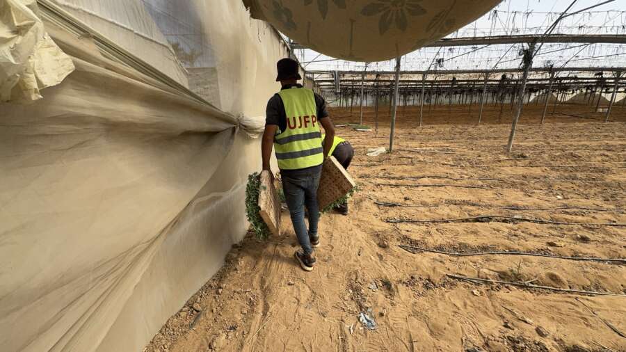 Témoignage d'Abu Amir le 4 octobre - De l’ensemencement à la plantation : les initiatives de l’UJFP font renaître l’agriculture à Gaza 2 Abu Amir 3 10 25 Agriculture et plants 4 IMG 1546 Témoignage d'Abu Amir le 4 octobre - De l’ensemencement à la plantation : les initiatives de l’UJFP font renaître l’agriculture à Gaza