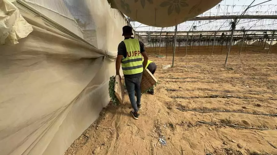 Témoignage d'Abu Amir le 4 octobre - De l’ensemencement à la plantation : les initiatives de l’UJFP font renaître l’agriculture à Gaza 2 Abu Amir 3 10 25 Agriculture et plants 4 IMG 1546 Témoignage d'Abu Amir le 4 octobre - De l’ensemencement à la plantation : les initiatives de l’UJFP font renaître l’agriculture à Gaza