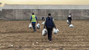 Abu Amir 6 11 25 agriculture 1 IMG 3106 Témoignage d'Abu Amir, le 6 novembre 2025 - Gaza fait germer l’espoir sous les décombres : la résilience des agriculteurs et la renaissance de la terre malgré la guerre