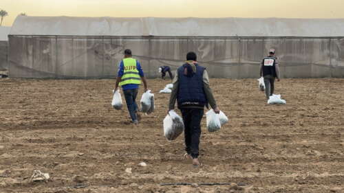 Abu Amir 6 11 25 agriculture 1 IMG 3106 Témoignage d'Abu Amir, le 6 novembre 2025 - Gaza fait germer l’espoir sous les décombres : la résilience des agriculteurs et la renaissance de la terre malgré la guerre
