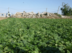 urgence gaza Urgence Gaza: le château (d'eau) d'Abu Jamal