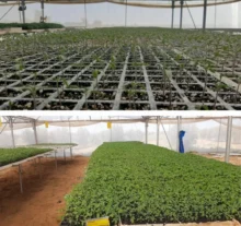 Pépinière de Khuza’a  : « Rapport agricole pour le mois de juillet 2021 »