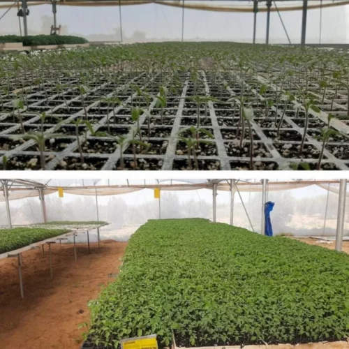 Pepijuil1 jpg Pépinière de Khuza'a : "Rapport agricole pour le mois de juillet 2021"