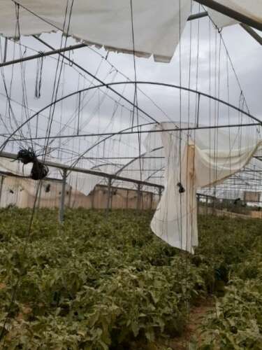 Mai juin 2023 rapport pepiniere gaza mai juin 18 Témoignage d'Abu Amir, le 23 septembre : produire à nouveau à Gaza, un nouveau projet de l'équipe de l'UJFP à Gaza !