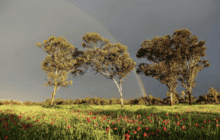 Témoignage d’une survivante du kibboutz Be’eri