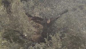 word image 57636 4 Les dépêches des agences WAFA et MAAN les 29 et 30 novembre 2023