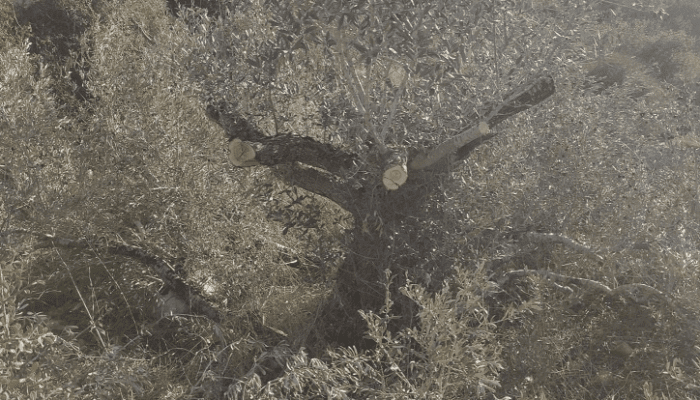 word image 57636 4 Les dépêches des agences WAFA et MAAN les 29 et 30 novembre 2023