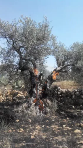 Burning olive tree in Nilin 576x1024 1 Olivia Elias, l’enracinement du poème