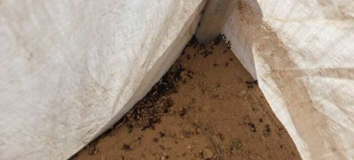 Ibn Sina 29 aout 2024 invasion de fourmi dans une tente 13 Témoignage de Marsel, le 29 août : invasion de fourmis et point sur la situation