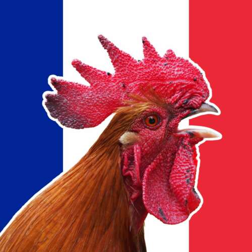 coq Le coq français