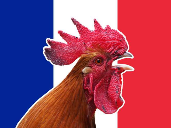 coq Le coq français