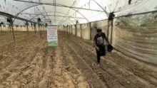 Témoignage d'Abu Amir, le 17 octobre 2024 : Distribution de plants, achat d’un générateur électrique pour les agriculteurs de la région de Deir al-Balah et désinfection d’un camp de déplacé.e.s 8 Témoignage d’Abu Amir, le 17 octobre 2024 : Distribution de plants, achat d’un générateur électrique pour les agriculteurs de la région de Deir al-Balah et désinfection d’un camp de déplacé.e.s