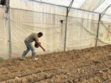 Compte-rendu de l&rsquo;activité hebdomadaire de l&rsquo;équipe d&rsquo;Abu Amir – semaine du 8 au 15 novembre 2024