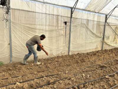 Abu Amir 15 11 24 culturesIMG 0296 Compte-rendu de l'activité hebdomadaire de l'équipe d'Abu Amir - semaine du 8 au 15 novembre 2024