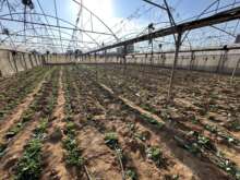 Témoignage d’Abu Amir, le 2 novembre 2024 : évolution du projet mis en place avec les agriculteurs dans le cadre d’une remise en culture