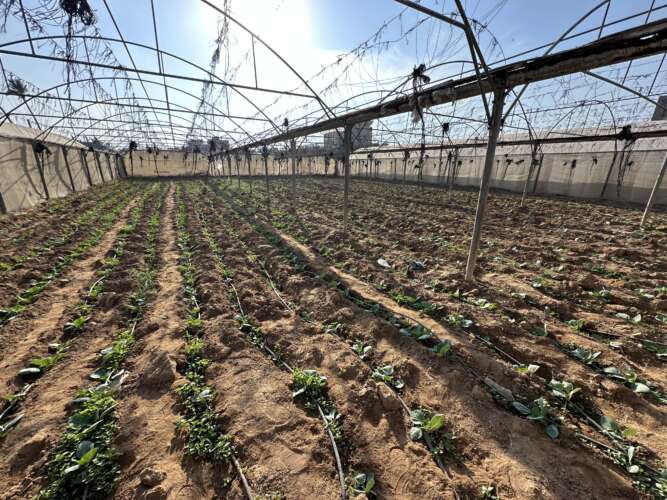 Abu Amir 2 11 24 mise en culture IMG 0314 Témoignage d'Abu Amir, le 2 novembre 2024 : évolution du projet mis en place avec les agriculteurs dans le cadre d'une remise en culture