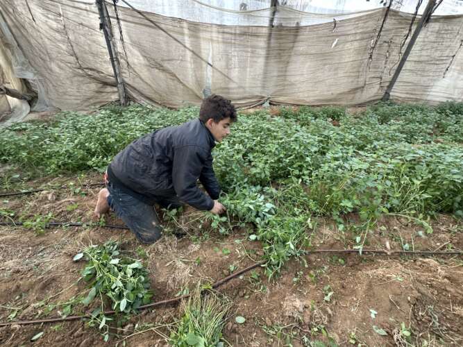 Abu Amir 2 12 24 recultiver IMG 1960 Témoignage d'Abu Amir, le 2 décembre 2024 - Redonner espoir aux agriculteurs de Deir Al-Balah / Améliorer les tentes des déplacés