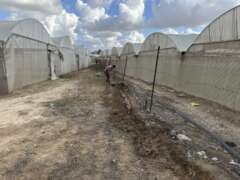 Abu Amir 02 01 25 cultureIMG 4460 Témoignage d'Abu Amir, le 2 janvier 2025 – « Autonomisation des agriculteurs » dans la région de Deir Al-Balah, compte-rendu