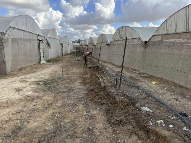Abu Amir 02 01 25 cultureIMG 4460 Témoignage d'Abu Amir, le 2 janvier 2025 – « Autonomisation des agriculteurs » dans la région de Deir Al-Balah, compte-rendu