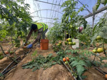 Témoignage d’Abu Amir, le 18 janvier  – Saison de la récolte de l’espoir pour les agriculteurs à Deir al-Balah