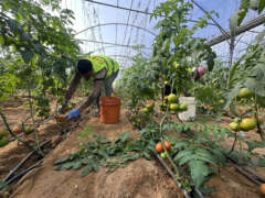Abu Amir 18 1 25 recolte de tomates IMG 5147 Témoignage d'Abu Amir, le 18 janvier  – Saison de la récolte de l’espoir pour les agriculteurs à Deir al-Balah
