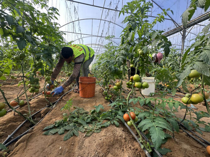 Abu Amir 18 1 25 recolte de tomates IMG 5147 Témoignage d'Abu Amir, le 18 janvier  – Saison de la récolte de l’espoir pour les agriculteurs à Deir al-Balah