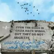 15 2 25 Gaza even the birds 1320x1320 1 Témoignage de Marsel, du Centre Ibn Sina, le 18 février 2025 – Une tristesse infinie
