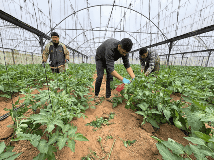 Abu Amir 12 2 25 agri3 scaled Témoignage d'Abu Amir, le 12 février – Suivi des conditions de vie des agriculteurs à l’est de Khan Younis