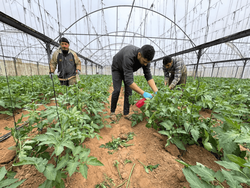 Abu Amir 12 2 25 agri3 Témoignage d'Abu Amir, le 12 février – Suivi des conditions de vie des agriculteurs à l’est de Khan Younis