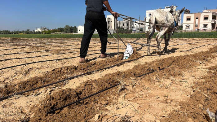Abu Amir Agriculture 24 3 25 IMG 9184 Témoignage d’Abou Mohammed, paysan de la localité d’Abou Taïma, le 25 mars 2025 – « Malgré la guerre, je suis revenu semer la vie »