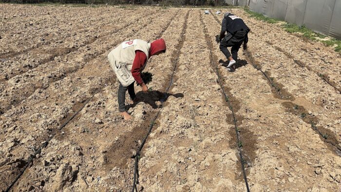 IMG 9543 700x394 1 Témoignage d'Abu Amir, le 4 avril 2025 – Au cœur de Gaza assiégée : quand l’espoir pousse malgré la guerre