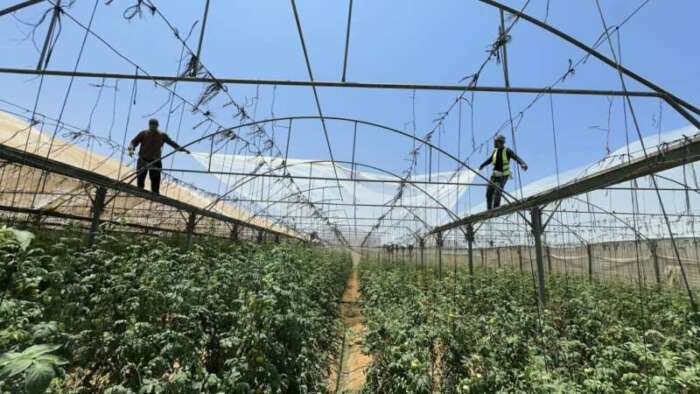 Abu Amir 10 6 25 Paysans IMG 3087 1320x743 1 Témoignage d'Abu Amir, le 10 juin 2025 – Réhabilitation des serres des agriculteurs de Deir al-Balah