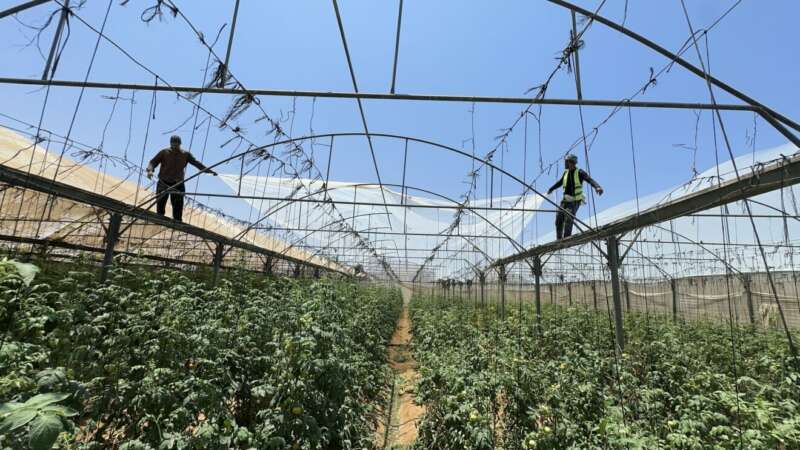 Abu Amir 10 6 25 Paysans IMG 3087 1320x743 1 Témoignage d'Abu Amir, le 10 juin 2025 – Réhabilitation des serres des agriculteurs de Deir al-Balah