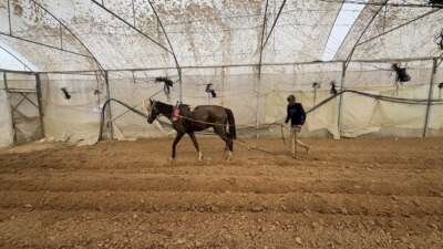 Abu Amir 11 8 25 agriculture 1 IMG 5189 Témoignage d’Abu Amir, le 11 août 2025 - Sous le blocus… Les agriculteurs de Deir al-Balah cultivent la vie