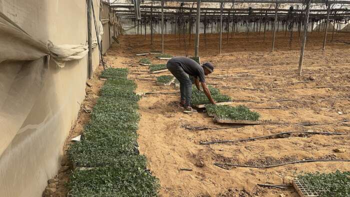 Abu Amir 3 10 25 Agriculture et plants 0 IMG 1552 Témoignage d'Abu Amir le 4 octobre - De l’ensemencement à la plantation : les initiatives de l’UJFP font renaître l’agriculture à Gaza