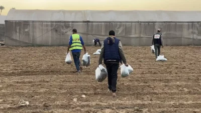 Abu Amir 6 11 25 agriculture 1 IMG 3106 Témoignage d'Abu Amir, le 6 novembre 2025 - Gaza fait germer l’espoir sous les décombres : la résilience des agriculteurs et la renaissance de la terre malgré la guerre