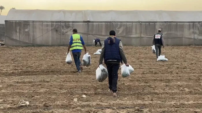 Abu Amir 6 11 25 agriculture 1 IMG 3106 Témoignage d'Abu Amir, le 6 novembre 2025 - Gaza fait germer l’espoir sous les décombres : la résilience des agriculteurs et la renaissance de la terre malgré la guerre