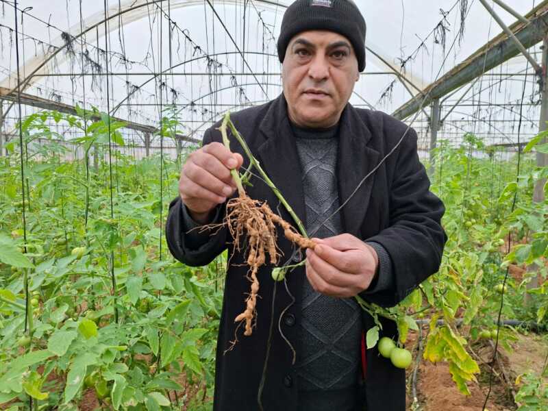 Abu Amir le 23 1 26 agriculture PHOTOTHÈQUE DE l'UJFP À GAZA