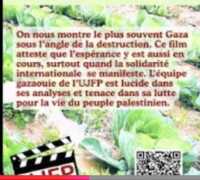 Gaza une fine pointe despoir Gaza : une fine pointe d'espérance