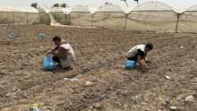 Abu Amir 21 4 26 Agriculture IMG 3790 scaled 1 Témoignage d'Abu Amir, le 21 avril 2026 - À Gaza, la volonté des agriculteurs redonne vie à la terre