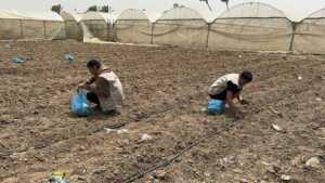 Abu Amir 21 4 26 Agriculture IMG 3790 scaled 1 Témoignage d'Abu Amir, le 21 avril 2026 - À Gaza, la volonté des agriculteurs redonne vie à la terre