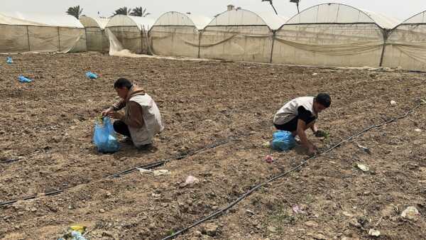 Abu Amir 21 4 26 Agriculture IMG 3790 scaled 1 Témoignage d'Abu Amir, le 21 avril 2026 - À Gaza, la volonté des agriculteurs redonne vie à la terre