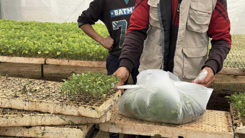 Témoignage d'Abu Amir, le 10 avril 2026 - Compte rendu du travail collectif avec les agriculteurs : À Gaza, cultiver la vie et redonner souffle à la terre ! — UJFP