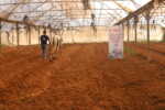 Abu Amir 29 8 26 agriculteurs Témoignage d'Abu Amir, le 29 août 2026 - De la terre à l’espoir une nouvelle initiative de l’UJFP à Gaza